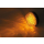 HIGHSIDER LED-Blinker COLORADO, 203-205
